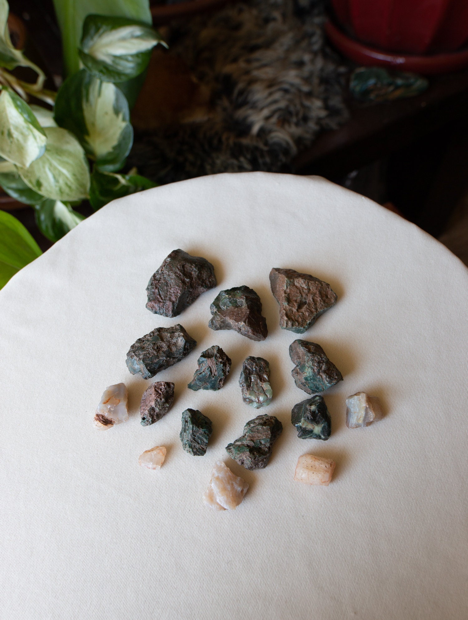 Hampton Butte Petrified Wood Jasper Fossilized Wood Oldstock