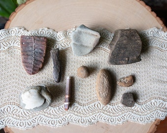 Mixed Fossil Lot Clam Fossil Fern Fossil Unknown Oregon Fossils Instant Rock Collection