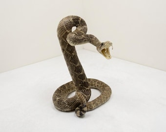 Genuine Eastern Diamondback Rattlesnake Taxidermy Mount for Collectors