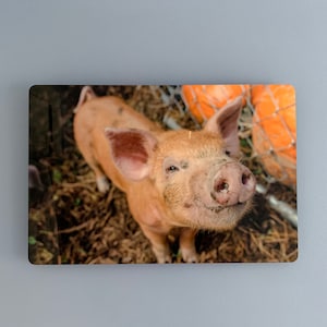 May include: A close-up of a piglet with light brown fur and a muddy snout. The piglet is smiling and looking up at the camera. In the background are orange pumpkins and a wire fence.