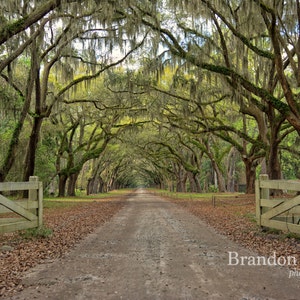 Wormsloe Plantation Georgia Savannah Oak Avenue South Spanish Moss