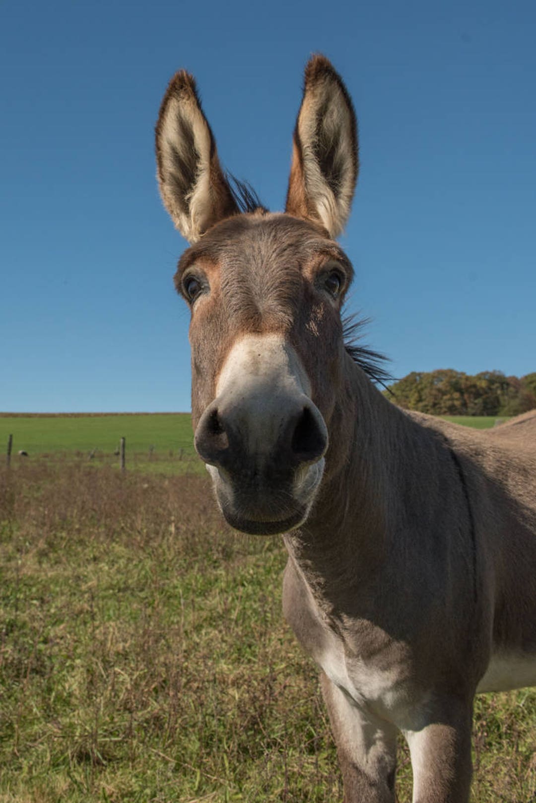 Donkey Farm Jackass Mule Etsy