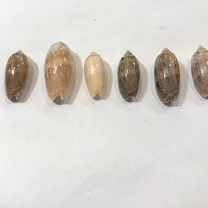 May include: A collection of six olive shells arranged in a horizontal row. Each shell features a smooth, glossy surface with varying patterns of brown, tan, and cream speckles and mottled markings, displaying natural elongated oval shapes.