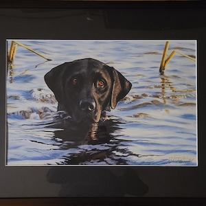 May include: A framed print featuring a black Labrador retriever swimming in blue water with ripples and two reeds visible. The dog has brown eyes and is looking forward. The artwork is signed in the bottom right corner with the text Stephen Hamrick.