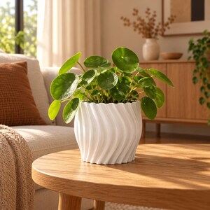 Könnte beinhalten: Eine Pilea peperomioides Pflanze mit runden, leuchtend grünen Blättern in einem weißen, zylindrischen Übertopf mit vertikaler, gewellter Rippenstruktur. Die Pflanze ist mittig platziert und zeigt ihr Laub sowie das Muster des Topfes.