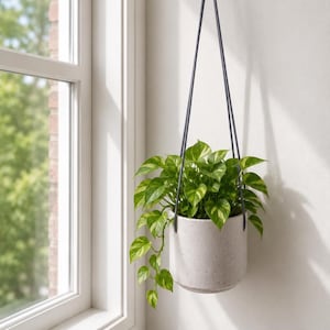 Peut inclure: Une jardinière suspendue composée d'un pot cylindrique gris clair moucheté à la finition lisse. Une plante pothos vert vif aux feuilles en forme de cœur panachées pousse dans le pot, suspendu par de fines cordes gris foncé.