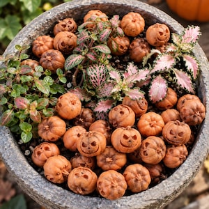 May include: A round, textured grey stone planter filled with dark soil, several small green and pink-veined plants, and numerous miniature orange pumpkin-shaped decorations, some of which feature carved jack-o'-lantern faces.