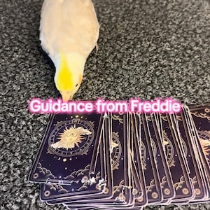 May include: A light gray and yellow cockatiel bird stands near a deck of dark purple tarot cards featuring a gold sun illustration. The text Guidance from Freddie is overlaid in pink on the cards, which show signs of wear along the edges.