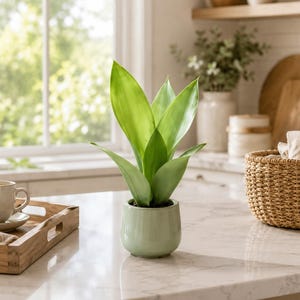 May include: A small, light green ceramic pot containing a vibrant green snake plant with upright, pointed, sword-shaped leaves. The plant is centered, showcasing smooth, glossy foliage that tapers to a point, set in a simple, rounded container.