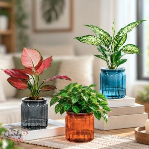 Self Watering Planter Translucent Flower Pot for Plant Lovers, Modern Indoor Home Decor with Water Reservoir