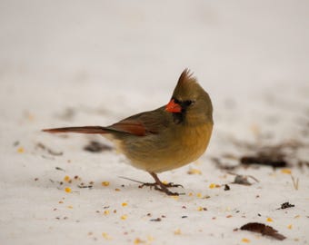 Female Cardinal In the Snow