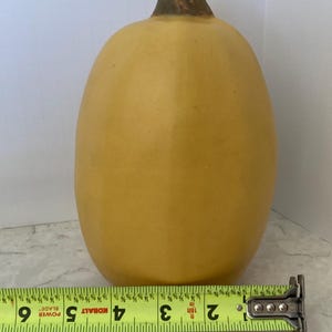 May include: A yellow spaghetti squash with a brown stem positioned behind a yellow measuring tape. The tape shows the squash has a width of approximately 6 inches. The squash has a smooth, oval-shaped body and a solid, uniform yellow color.