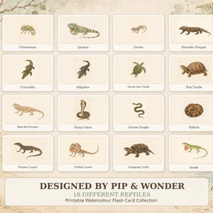 Può includere: Una collezione di 16 flashcard stampabili con illustrazioni ad acquerello di rettili, tra cui un camaleonte, iguana, geco, drago di Komodo, coccodrillo, alligatore, tartaruga verde, tartaruga scatola, drago barbuto, cobra reale, biscia, pitone, varano, clamidosauro, tartaruga azzannatrice e anolis.