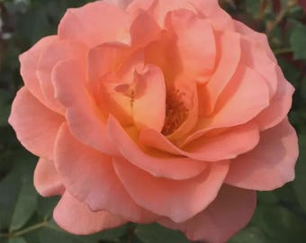Peach Rose Live Plant | Fragrant Rose Bush | Hybrid Tea Rose | Outdoor Flowering Plant
