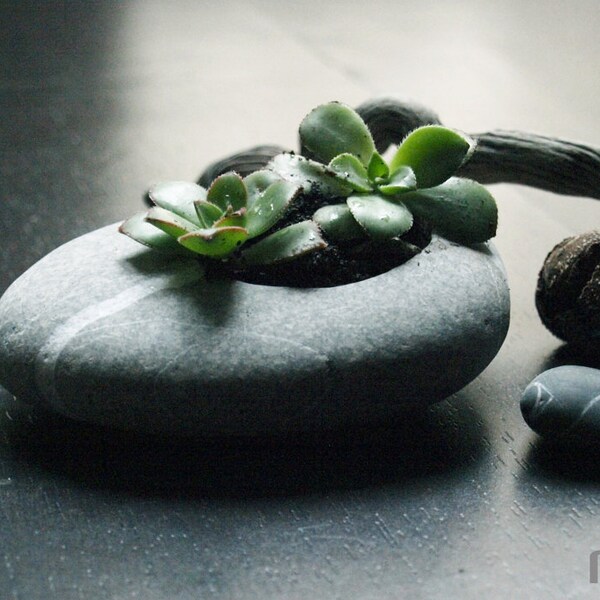 hand engraved beach stone flower planter zen garden, relax with gardening in small dimension