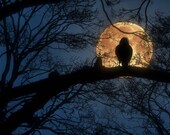 Power Animal Journey Audio