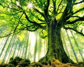 Upper, Middle, Lower World Journeys Audio