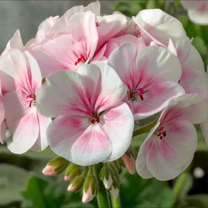 Maverick Appleblossom Geranium Seeds, Soft Pink Fragrant Flowers (10 Seeds)