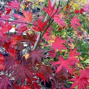12 semillas de arce japonés 'Lágrimas de Dragón' – Árbol ornamental Acer palmatum