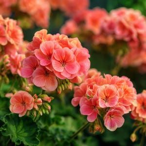 Maverick Salmon Geranium Seeds, Pelargonium hortorum, F1 Hybrid, 10 Seeds (Approx.)