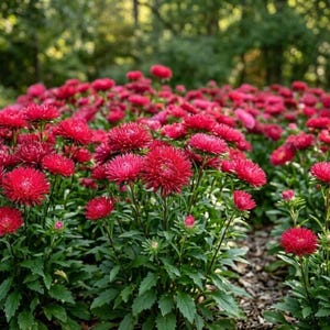 May include: A dense cluster of vibrant magenta aster flowers with numerous thin, ray-like petals radiating from a central disk. The plants feature deep green, serrated leaves on upright stems, creating a lush, full floral display.