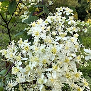 May include: A dense cluster of white clematis flowers featuring multiple delicate petals and prominent yellow stamens. The blossoms are arranged on thin, dark brown stems with green leaves visible in the background, creating a full floral display.