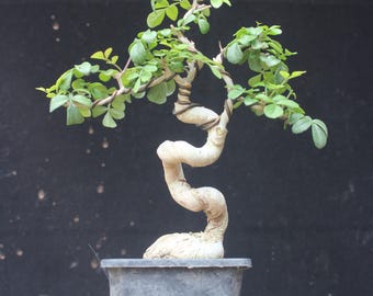 Live Premna microphylla Mini Bonsai Tree,  True to photos
