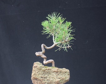 Lebender Miniatur-Bonsaibaum, gepflanzt in einem natürlich geschnitzten Steintopf ， Getreu den Fotos