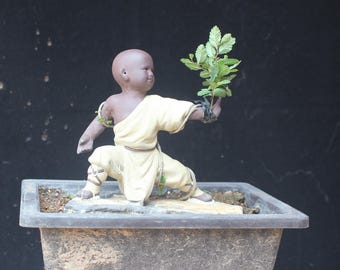 Lebende Wurzel-über-Rock-Ulmen-Mikro-Bonsai-Baum, getreu den Fotos
