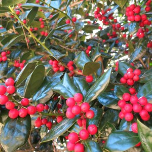 Dwarf Burford Holly Live Plant – 4-Inch Pot – Evergreen Shrub with Red Berries, Hardy Landscape Plant – Outdoor Ornamental Plant
