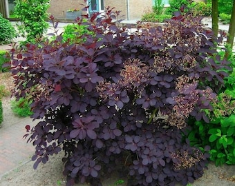 Purple Smoke Tree Live Plant – 4-Inch Pot – Deciduous Ornamental Shrub with Smoky Purple Foliage – Outdoor Ornamental Plant