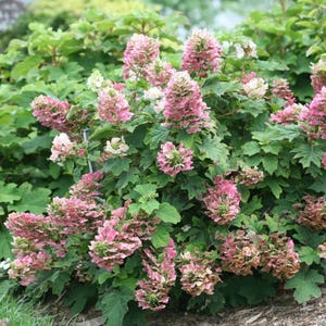 Ruby Slippers Hydrangea Live Plant – 4-Inch Pot – Compact Deciduous Shrub with Cone-Shaped Summer Flowers – Outdoor Ornamental Plant
