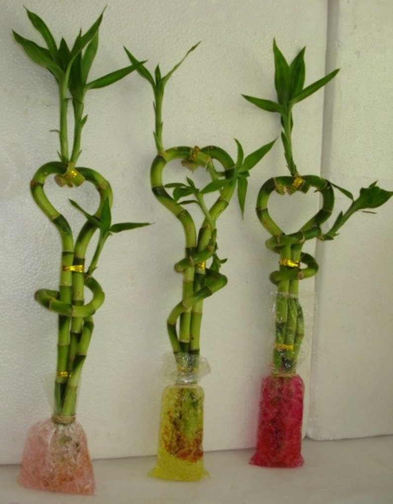 Water Crystals Water Absorbing Polymer Crystals for Insects,plants,crickets,mealworms ,dubia