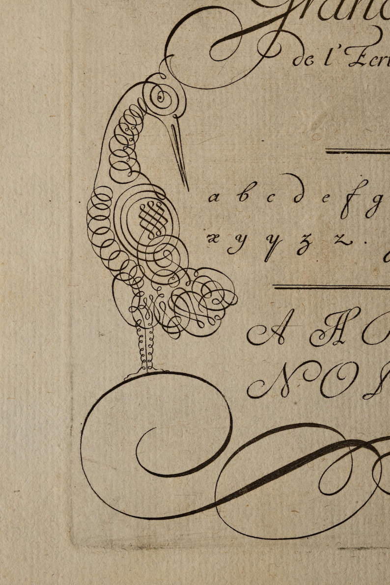 May include: A black ink illustration on off-white paper featuring a bird composed of intricate calligraphic swirls and loops. The artwork includes partial cursive text and lowercase alphabet letters a through g and x through z in script.