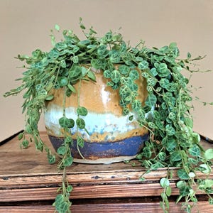 Peut inclure: Une plante String of Turtles retombante avec de petites feuilles rondes et panachées de vert qui descendent sur les côtés d'un pot en céramique rond. Le pot présente un vernis horizontal tricolore dans des tons jaune doré, blanc et bleu foncé.