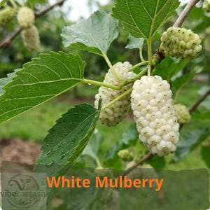 May include: A cluster of white mulberry fruits hanging from a branch with green, serrated leaves. The berries are elongated, bumpy, and pale in color. The text White Mulberry is visible at the bottom of the image, along with a small logo.