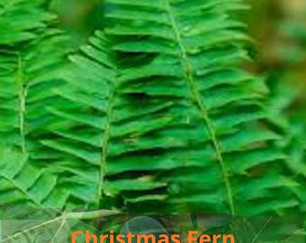 May include: A vibrant green Christmas Fern plant featuring long, pinnate fronds with numerous small, serrated leaflets arranged along a central stem. The text "Christmas Fern" is clearly visible in orange at the bottom of the image.