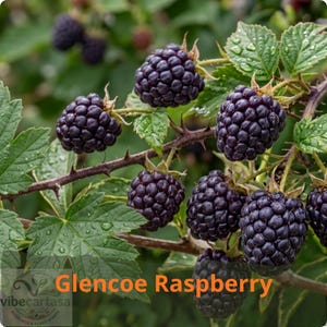 May include: A cluster of ripe, dark purple blackberries growing on a thorny vine with green leaves. The berries have a textured, segmented surface. The text 'Glencoe Raspberry' is overlaid in orange at the bottom of the image.