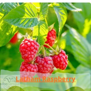 May include: A cluster of ripe, bright red raspberries hanging from a green stem with serrated leaves. The text Latham Raspberry is printed in orange at the bottom of the image, overlaid on a semi-transparent white graphic element.