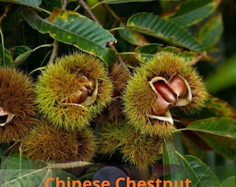 Chinese Chestnut Seeds: Castanea Mollissima Sweet Nut (10, 20, 50 Pack)