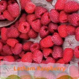 May include: A large collection of fresh, vibrant red raspberries with a textured, bumpy surface. Some berries are clustered together, while others are partially contained within a dark, rounded bowl visible in the upper left corner.