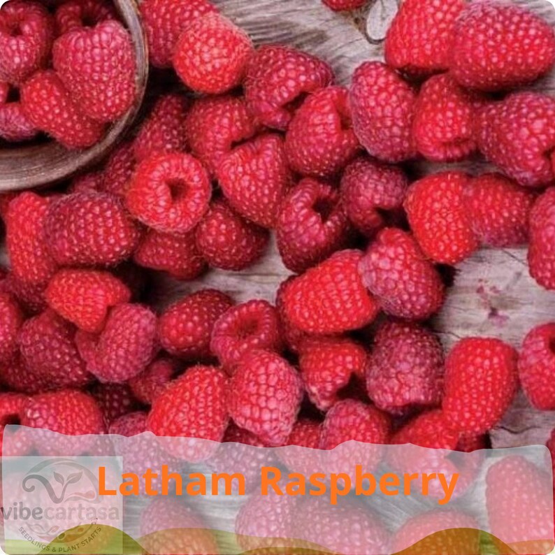 May include: A large collection of fresh, vibrant red raspberries with a textured, bumpy surface. Some berries are clustered together, while others are partially contained within a dark, rounded bowl visible in the upper left corner.