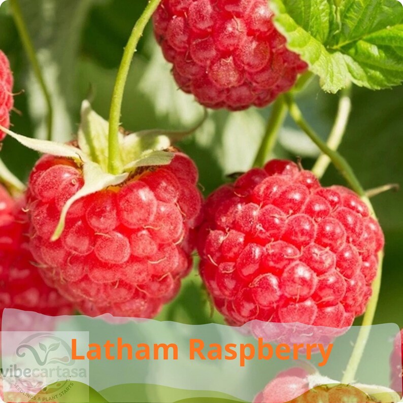 May include: Three ripe red raspberries hanging from green stems with textured surfaces and small drupelets. The berries are vibrant in colour, attached to thin green stalks, and surrounded by blurred green leaves. Text reads Latham Raspberry.
