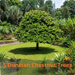 May include: A large, rounded tree with dense green foliage and numerous upright white flower spikes, standing in the center of a manicured lawn. The text 5 Dunstan Chestnut Trees is overlaid in orange at the bottom of the image.