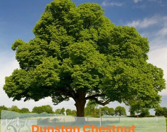 Dunstan Chestnut Mollissima Seeds: Hybrid Nut Tree (10, 20, 50 Pack)