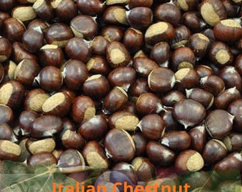 May include: A large collection of raw chestnuts with smooth, dark brown shells and light tan, fuzzy tips. The nuts are clustered together, displaying their rounded shapes and pointed ends. The text Italian Chestnut is visible.
