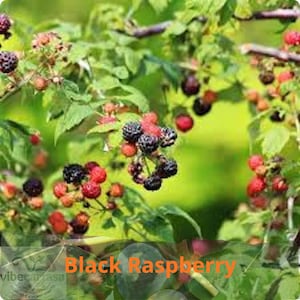 May include: A cluster of ripe black raspberries growing on a green leafy bush. The berries are dark purple and black with a textured surface, interspersed with smaller red berries and green leaves. The text Black Raspberry is visible.
