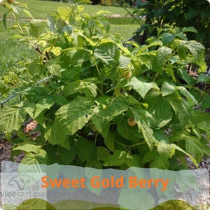 May include: A vibrant green raspberry plant featuring serrated leaves and several small, round, pale yellow berries. The plant has multiple stems and branches with a dense foliage structure. The text Sweet Gold Berry is overlaid in orange.