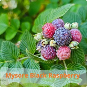 May include: A cluster of Mysore Black Raspberries in various stages of ripeness, ranging from bright red to deep purple-black, surrounded by serrated green leaves. The text Mysore Black Raspberry is overlaid in orange at the bottom of the image.