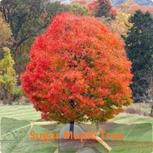 May include: A Sugar Maple tree with a dense canopy of vibrant red, orange, and yellow autumn leaves. The tree has a dark, slender trunk and is positioned in an open field with a blurred background of additional trees and foliage.